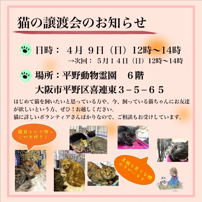 4月9日(日)に猫の譲渡会を開催します！