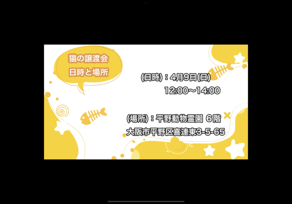 4月9日(日) ねこの譲渡会開催