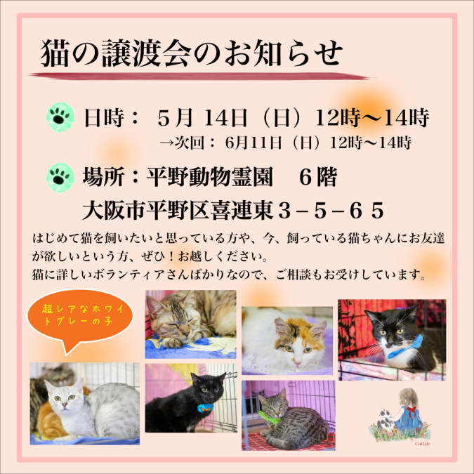 大阪市でねこの譲渡会を開催します！