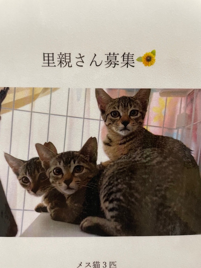 子猫3匹　里親さま募集